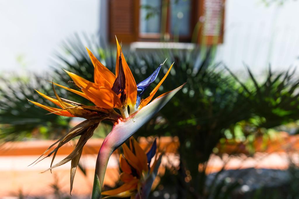 Villa Alma Veli Lošinj Kültér fotó
