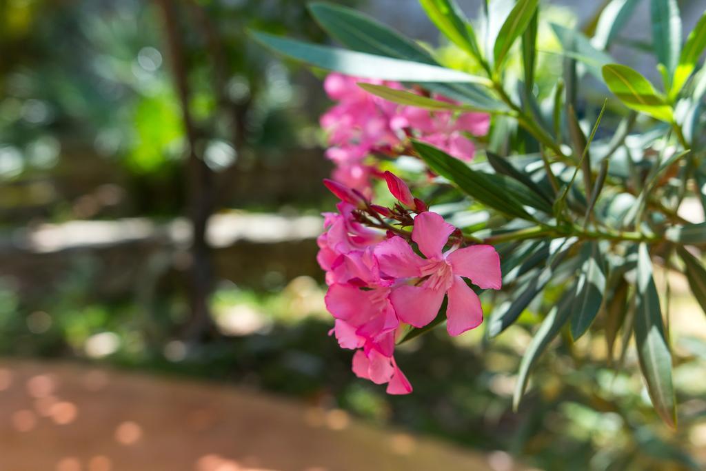 Villa Alma Veli Lošinj Kültér fotó